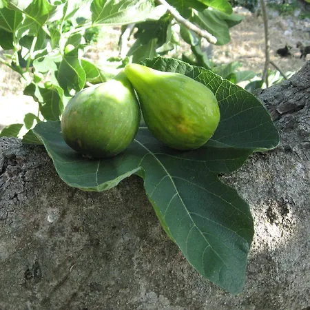 Red Rose مارتينا فرانكا