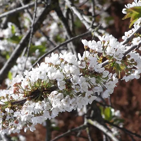 Red Rose فندق مبيت وإفطار مارتينا فرانكا