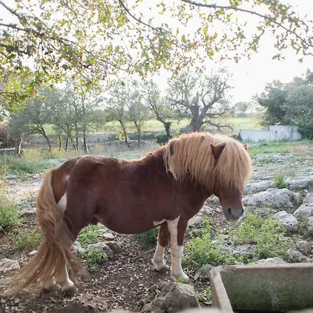 Red Rose Bed and breakfast Martina Franca