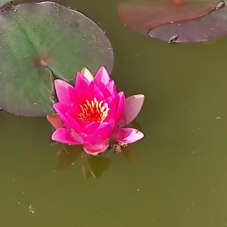 Red Rose Bed & Breakfast