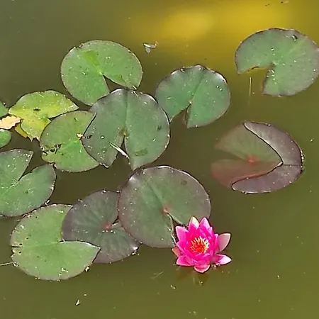 红玫瑰住宿加早餐旅馆