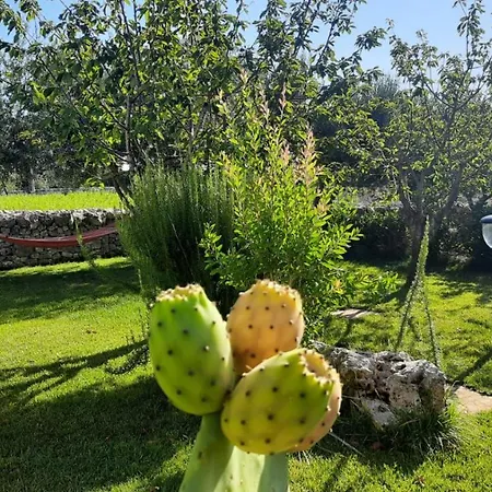 Red Rose Martina Franca