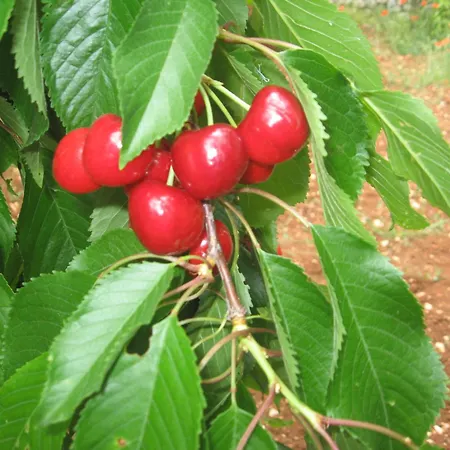 住宿加早餐酒店 红玫瑰住宿加早餐旅馆 4*