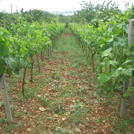 红玫瑰住宿加早餐旅馆