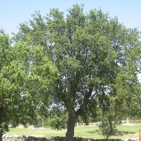 Bed & Breakfast Red Rose Martina Franca