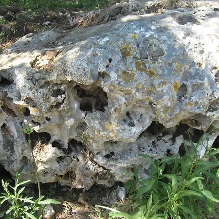 Red Rose Martina Franca