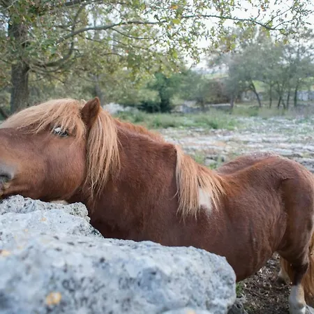 红玫瑰住宿加早餐旅馆 4* 马丁纳弗兰卡
