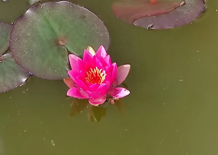 Red Rose Bed & Breakfast