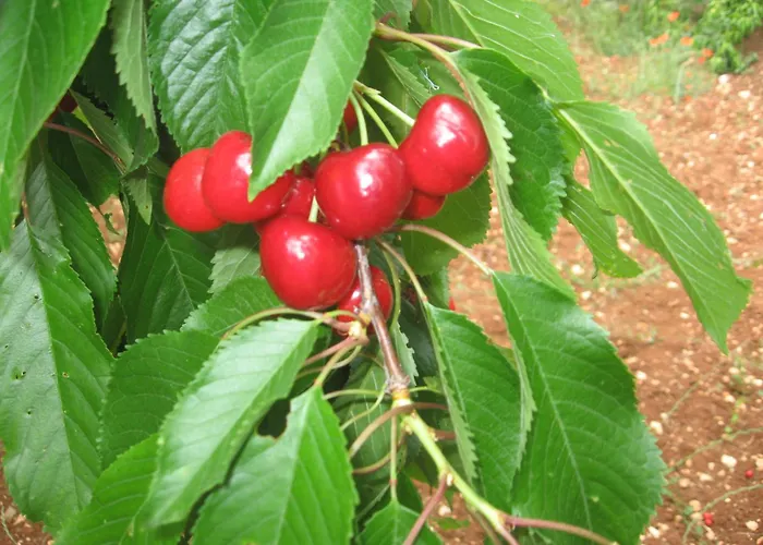 Couette-café Red Rose 4*