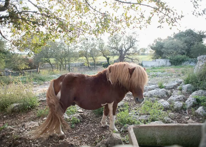 Red Rose Bed & Breakfast Martina Franca